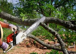 Best Tree Cabling and Bracing  in East Palo Alto, CA